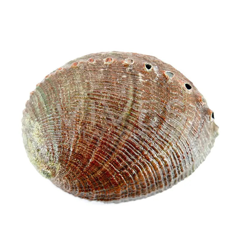 Concha Avalon Grande